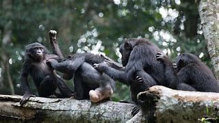 Image result for Female Bonobo Estrus