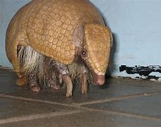 Image result for Three Band Armadillo