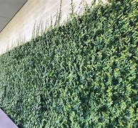 Image result for Fig Ivy Wall
