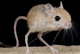 Image result for Smallest Mammal in the World