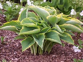 Image result for Hosta Green With Envy