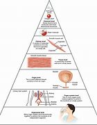 Image result for Human Cell On a Slide