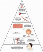 Image result for Science Human Body Systems