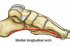 Image result for Foot Arch Length