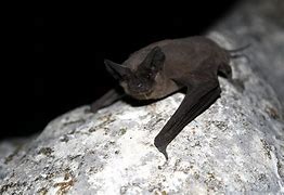 Image result for Austin TX Bats