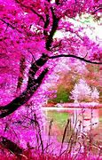 Image result for Nature Pink Profile Pictures