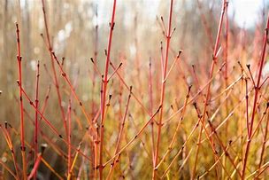 Image result for Cornus sanguinea Midwinter Fire