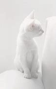 Image result for White Cat Memes Without Text