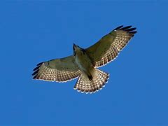 Image result for Buteo poecilochrous