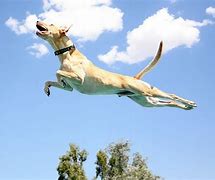 Image result for Dog Flying through Air Meme