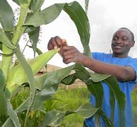 Image result for African Farming