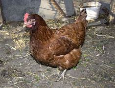 Image result for gallina
