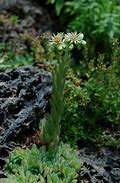 Sempervivum grandiflorum എന്നതിനുള്ള ഇമേജ് ഫലം