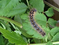 Image result for "forest-tent-caterpillar"