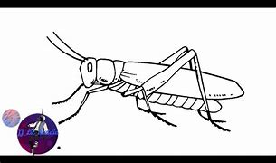 Image result for Crickets of Arizona