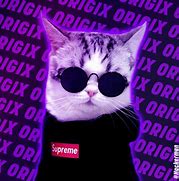 Image result for 1980X1080 Drip Cat