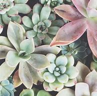 Image result for Succulent iPhone