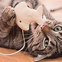 Image result for Most Popular Cat Toys