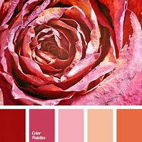 Image result for Brilliant Rose Color