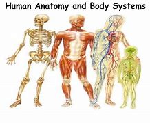 Image result for All Systems in Human Body