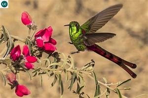 Image result for Sappho Trochilidae