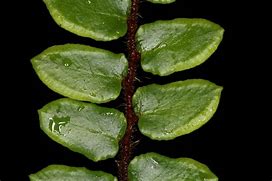 Image result for Pellaea rotundifolia