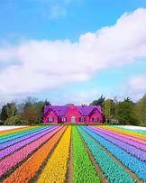 Image result for Real Rainbow Colors