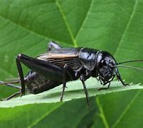 Image result for Moon Cricket Insect