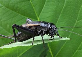 Image result for Black Cricket Bug