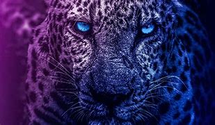 Image result for Lion Lock Screen Wallpapers for Computer Windows 11