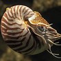Image result for Animals with Shells