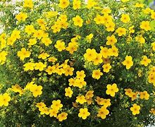 Potentilla fruticosa Bella Lindsey に対する画像結果