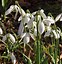 Image result for Galanthus plicatus South Hayes