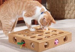 Image result for Best Toys for Bored Cats