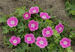 Image result for Geranium sanguineum Elke