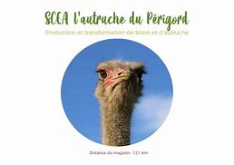 Image result for Ferme Autruche