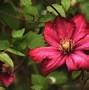 Image result for White Clematis Flower Vines