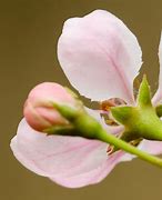 Image result for Southern Crab Apple