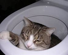 Image result for Animals in Toilets