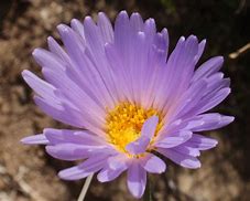 Image result for Mojave Desert Flowers