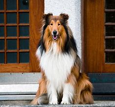Image result for Beautiful Rough Collie