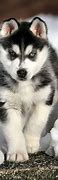 Image result for Siberian Husky Puppies Wallpaper
