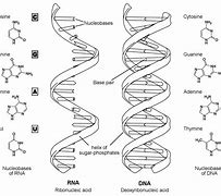 Image result for DNA vs RNA Molecule Labeled
