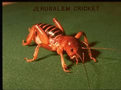 Image result for Live Crickets in Bulk