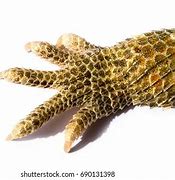 Image result for Lizard Feet