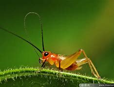 Image result for Small and Cute Cricket