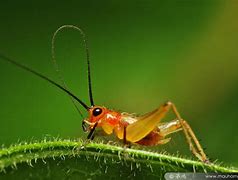 Image result for Cute Cricket Macro Photography