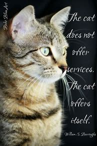Image result for Funny Sayings About Cats