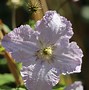Image result for Clematis Blekitny aniol