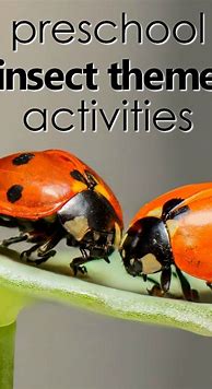 Image result for Bugs and Insects Preschool Theme